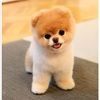 pocketgolden
